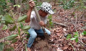 TIM PEMBINAAN HABITAT TN TESSO NILO TANAM 1000 BATANG BIBIT