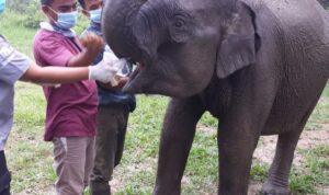 PEMERIKSAAN KESEHATAN DAN FISIK RUTIN GAJAH JINAK FLYING SQUAD TN TESSO NILO