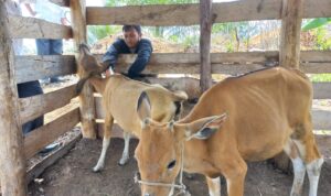 BERHASIL, BANTUAN EKONOMI HEWAN TERNAK KTH DESA BINAAN TN TESSO NILO BERANAK PINAK