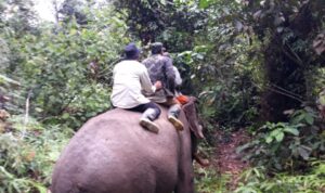 MAHOUT DAN GAJAH FLYING SQUAD TN TESSO NILO PATROLI SATWA DI KAWASAN HUTAN