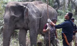 DITEMUKAN TENGAH SAKIT, SATU EKOR GAJAH LIAR  TN TESSO NILO DIBERI PENANGANAN MEDIS