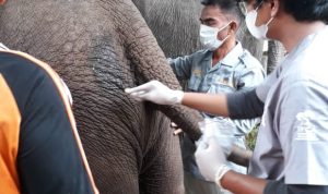 Sepuluh Gajah Flying Squad TN Teso Nilo Lakukan Pemeriksaan Kesehatan