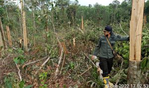 CEGAH TIPIHUT, PETUGAS SPTN WILAYAH II BASERAH KEMBALI GIATKAN PATROLI PENGAMANAN HUTAN