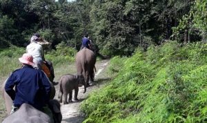 9 MAHOUT DAN 5 GAJAH JINAK PANTAU PERGERAKAN SATWA LIAR