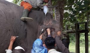 PASTIKAN GAJAH JINAK TETAP SEHAT DAN BUGAR, 10 GAJAH FLYING SQUAD TN TESSO NILO LAKUKAN PEMERIKSAAN RUTIN