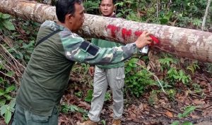 PATROLI KAWASAN DI SPTN WILAYAH II BASERAH, PETUGAS HIMBAU MASYARAKAT JAGA HUTAN DARI KERUSAKAN