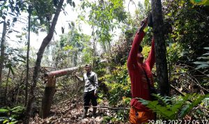 TERKENDALA JALUR SAAT PIKET, TIM PETUGAS BERSIHKAN JALUR PATROLI