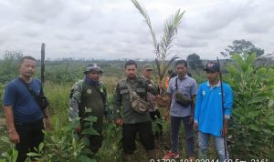 MONEV DAN PENGAMANAN LOKASI RHL, PETUGAS TN TESSO NILO CABUT TANAMAN SAWIT