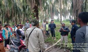 KONFLIK GAJAH LIAR DAN MASYARAKAT BETUNG, TIM BERHASIL GIRING GAJAH MASUK KE HUTAN