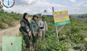 TIM SPTN WILAYAH II BASERAH LAKSANAKAN PATROLI PENGAMANAN KAWASAN, TERPANTAU NIHIL TIPIHUT