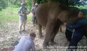 PEMERIKSAAN KESEHATAN RUTIN GAJAH BINAAN FLYING SQUAD TN TESSO NILO