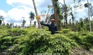 TEMUKAN SAWIT BARU TANAM, TIM PIKET TNTN CABUT DAN MUSNAHKAN TANAMAN