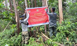 SEMPAT TERKENDALA HUJAN, TIM PATROLI CABUTI SAWIT-SAWIT BARU TANAM