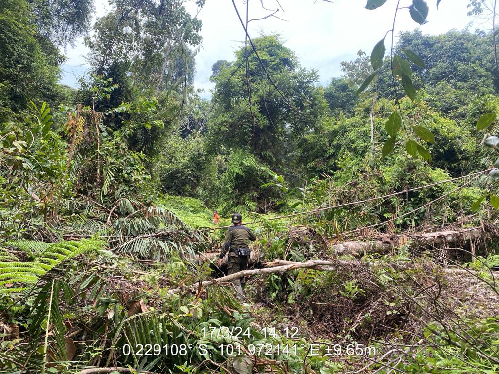 TIM SPTN WILAYAH I LUBUK KEMBANG BUNGA – Patroli Mandah Tim Pos Jaga Berhasil Amankan Kawasan Hutan Alam
