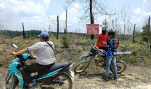 TIM PATROLI SPTN WILAYAH II BASERAH MUSNAHKAN BIBIT SAWIT DALAM KAWASAN