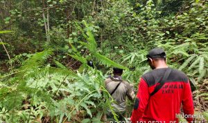 PATROLI HUTAN TESSO NILO: TIM GABUNGAN PASTIKAN KEAMANAN KAWASAN