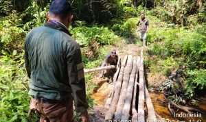 TIM PATROLI TESSO NILO BERHASIL MEMBUKA AKSES JALUR DAN MEMPERHATIKAN SUKSESI ALAMI