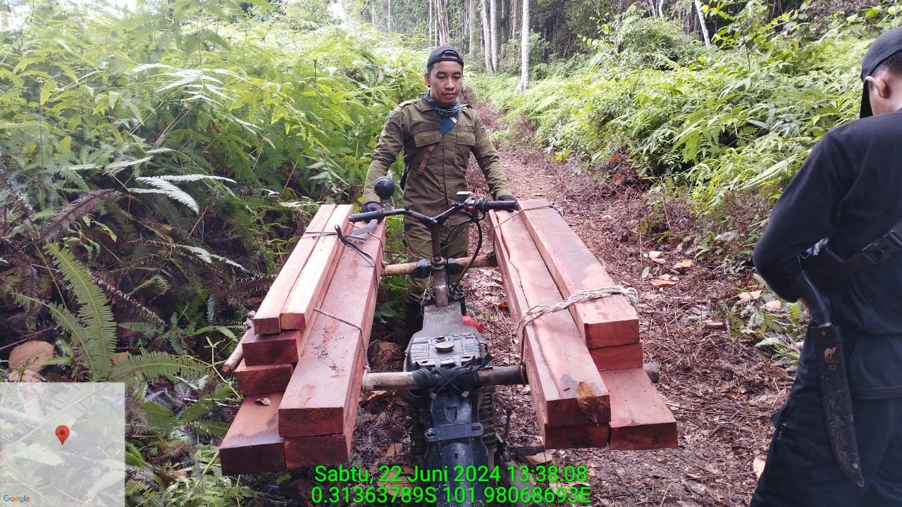 Tim Patroli SPTN Wilayah II Baserah Ungkap Kegiatan Ilegal Logging di Hutan Alam
