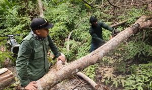 Patroli Smart Patrol di Kawasan Hutan Alam Tesso Nilo: Tim Musnahkan Temuan Illegal