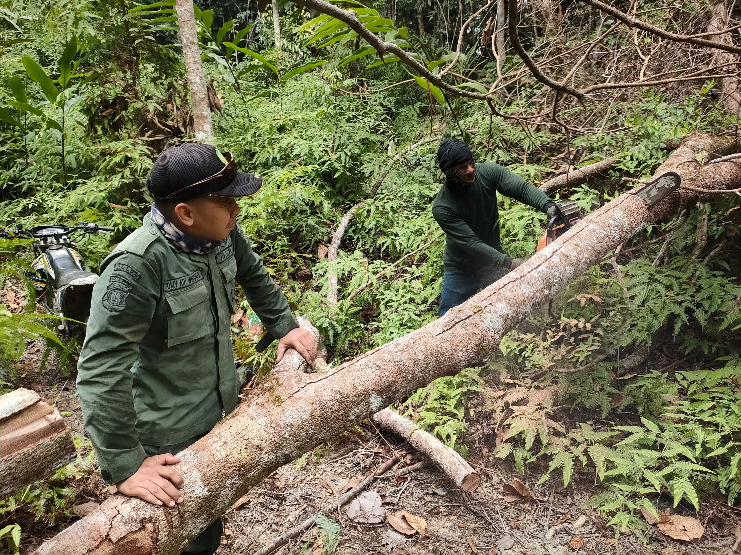 Patroli Smart Patrol di Kawasan Hutan Alam Tesso Nilo: Tim Musnahkan Temuan Illegal