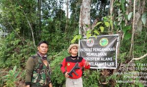 Perjuangan Tanpa Henti Lawan Perambahan Liar, Dua Pelaku Perambahan Ditangkap