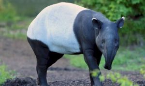 Tapir Asia : Penjelajah Malam dan Penjaga Ekosistem Hutan Tesso Nilo