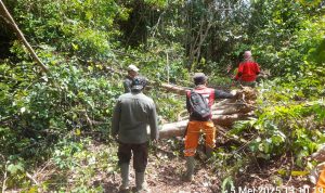 Menembus Sunyi, Menjaga Hutan: Perjuangan Senyap Petugas Patroli di LKB